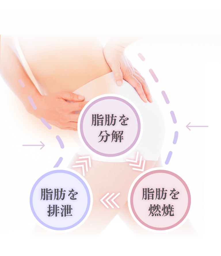 脂肪を分解 脂肪を燃焼 脂肪を排泄